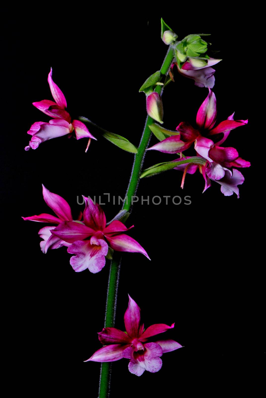 Calanthe hybrid, red colorful flower