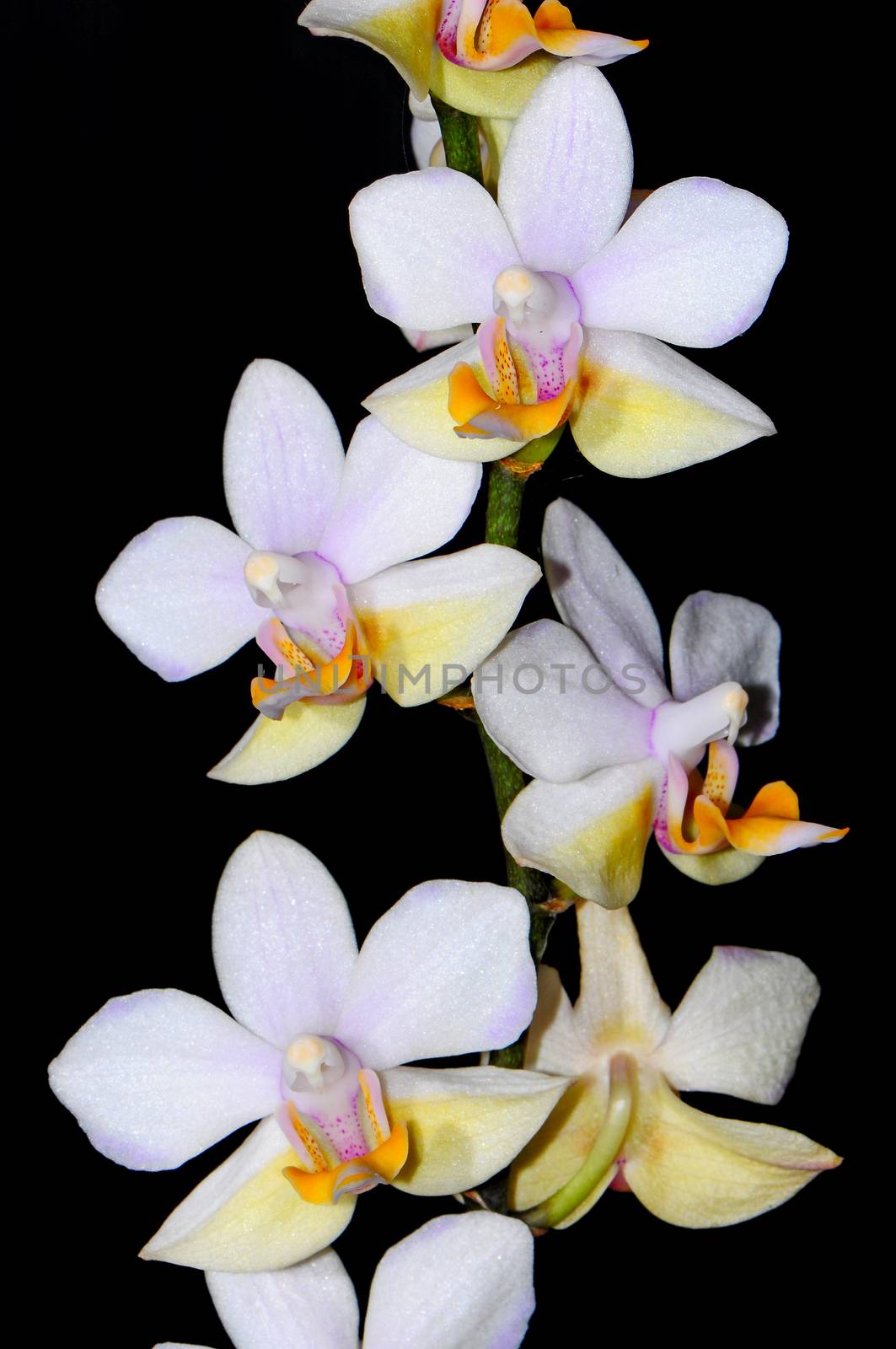 White and yellow orchid, Phalaenopsis hybrid