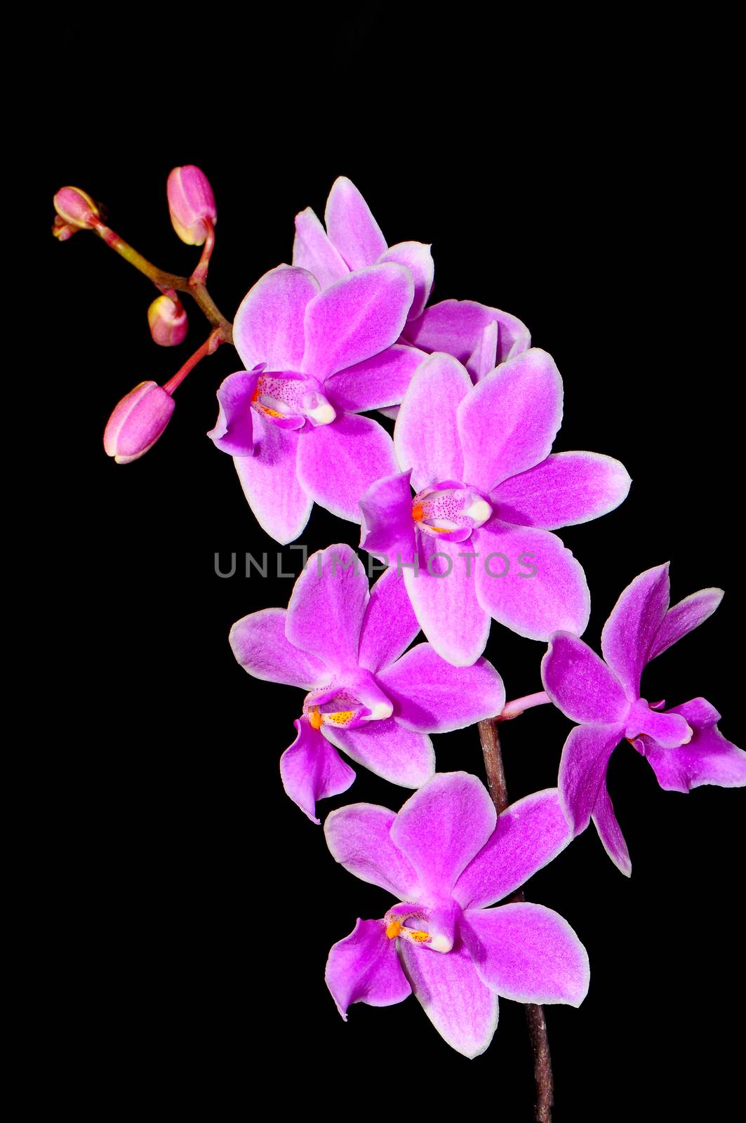 Pale purple orchid, Phalaenopsis hybrid