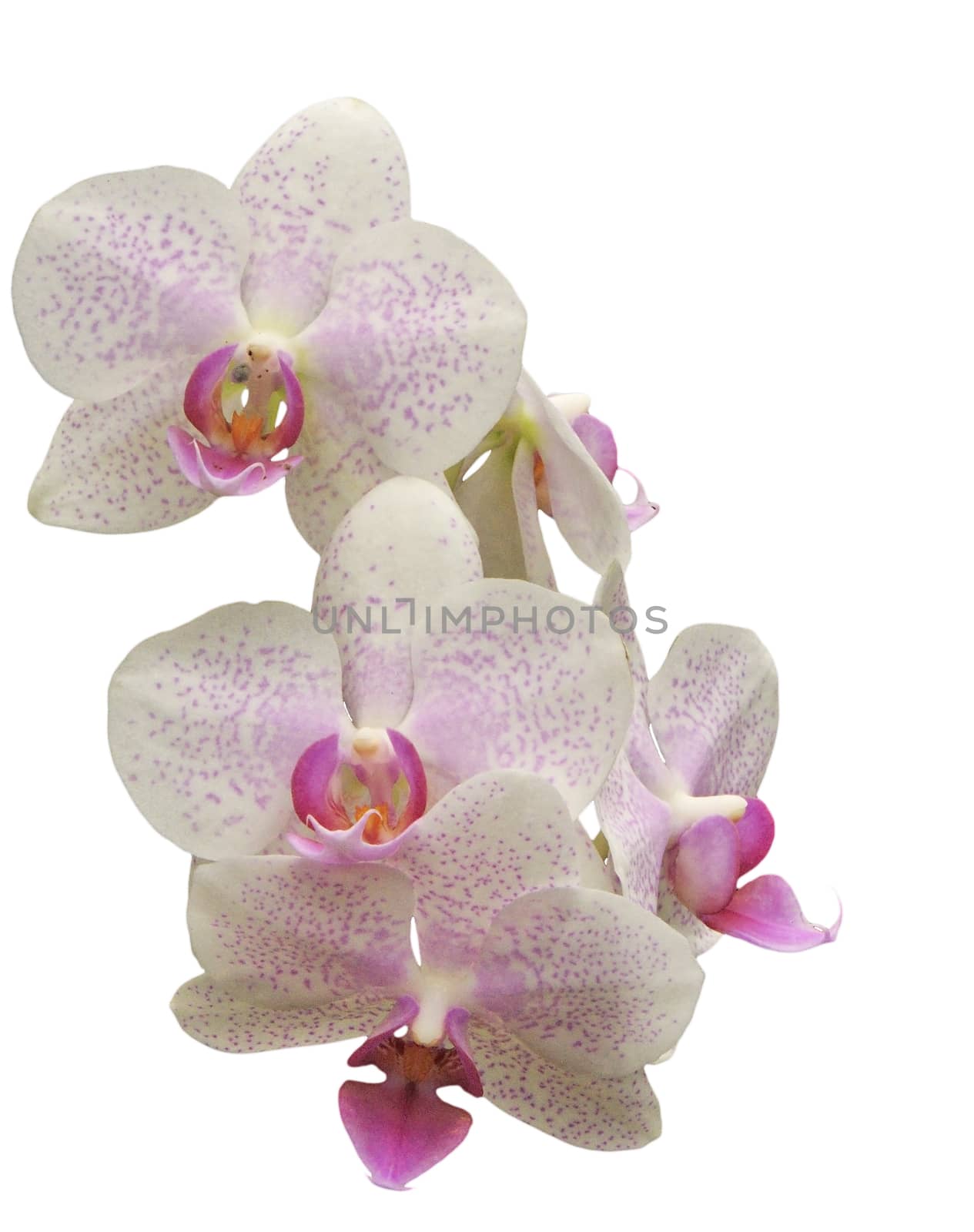 pale pink and spotted Phalaenopsis isolated on white background