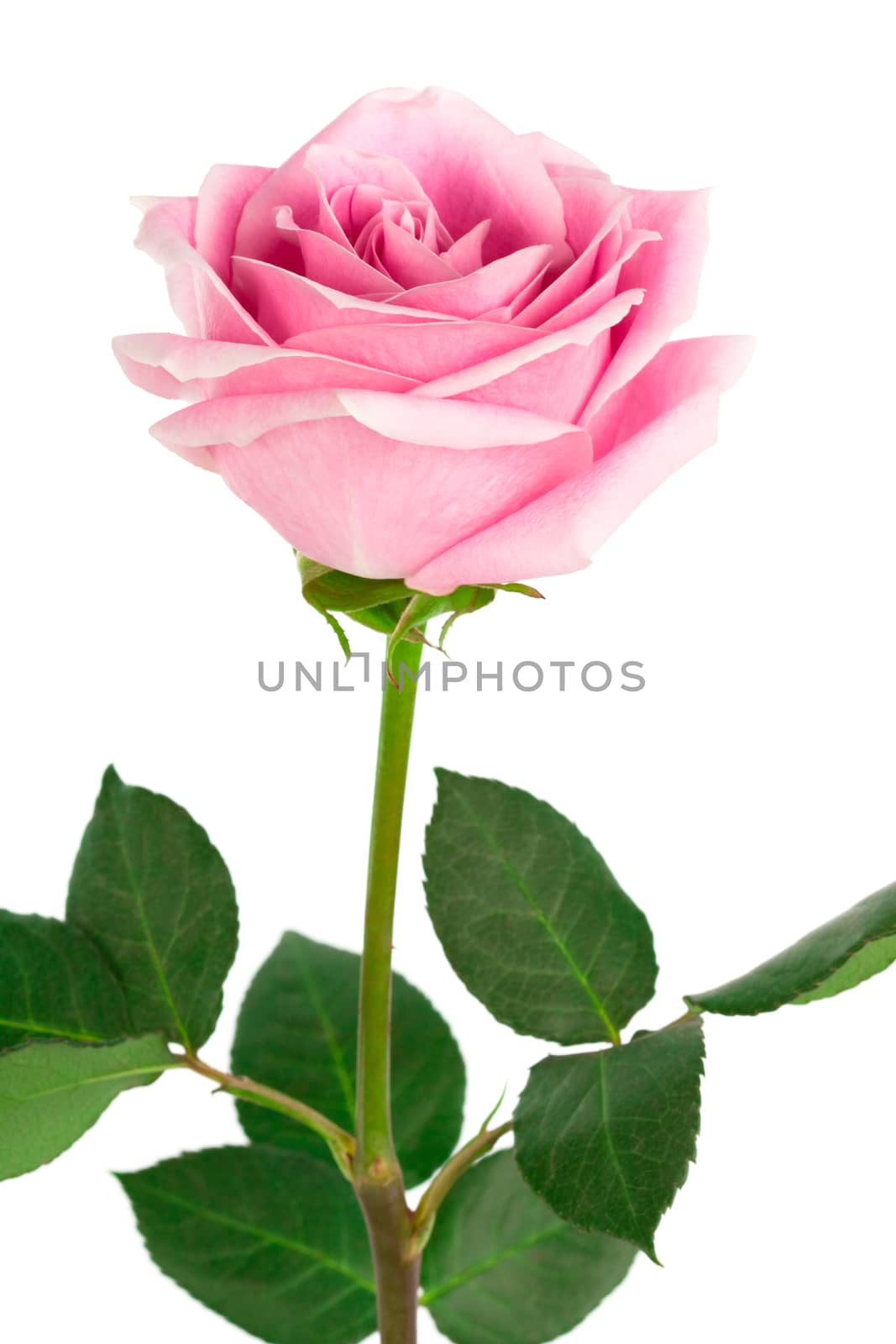 single pink rose on a white background