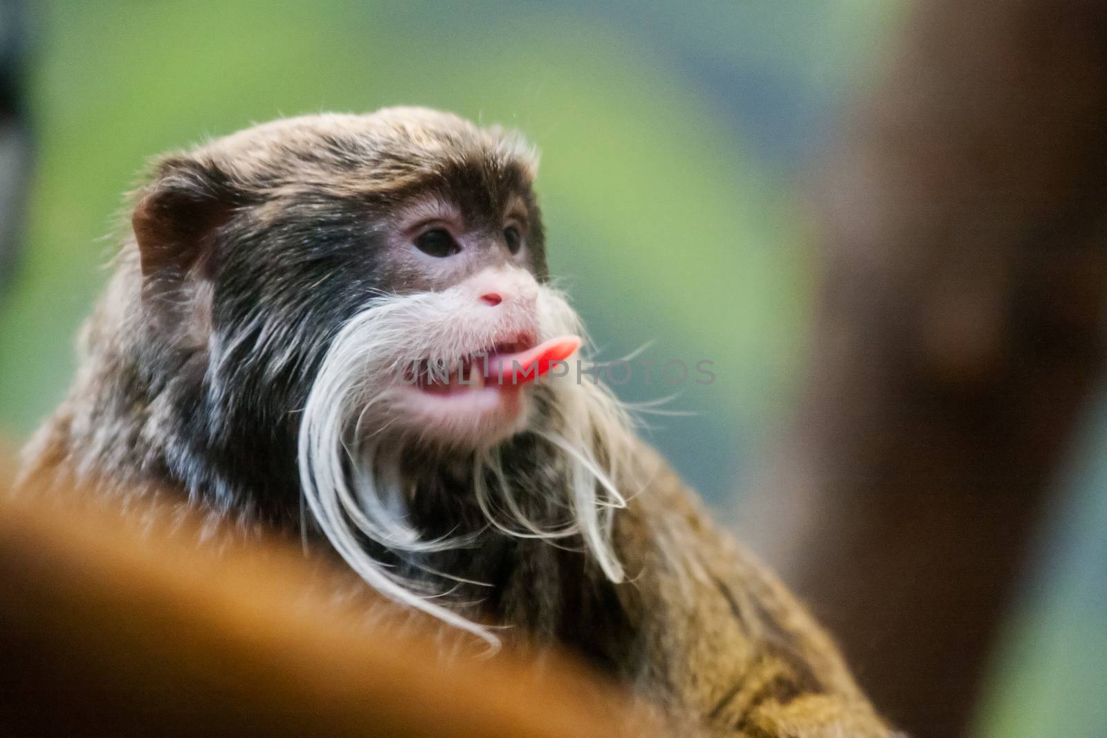 Emperor Tamarin sticking it's tongue out by Coffee999