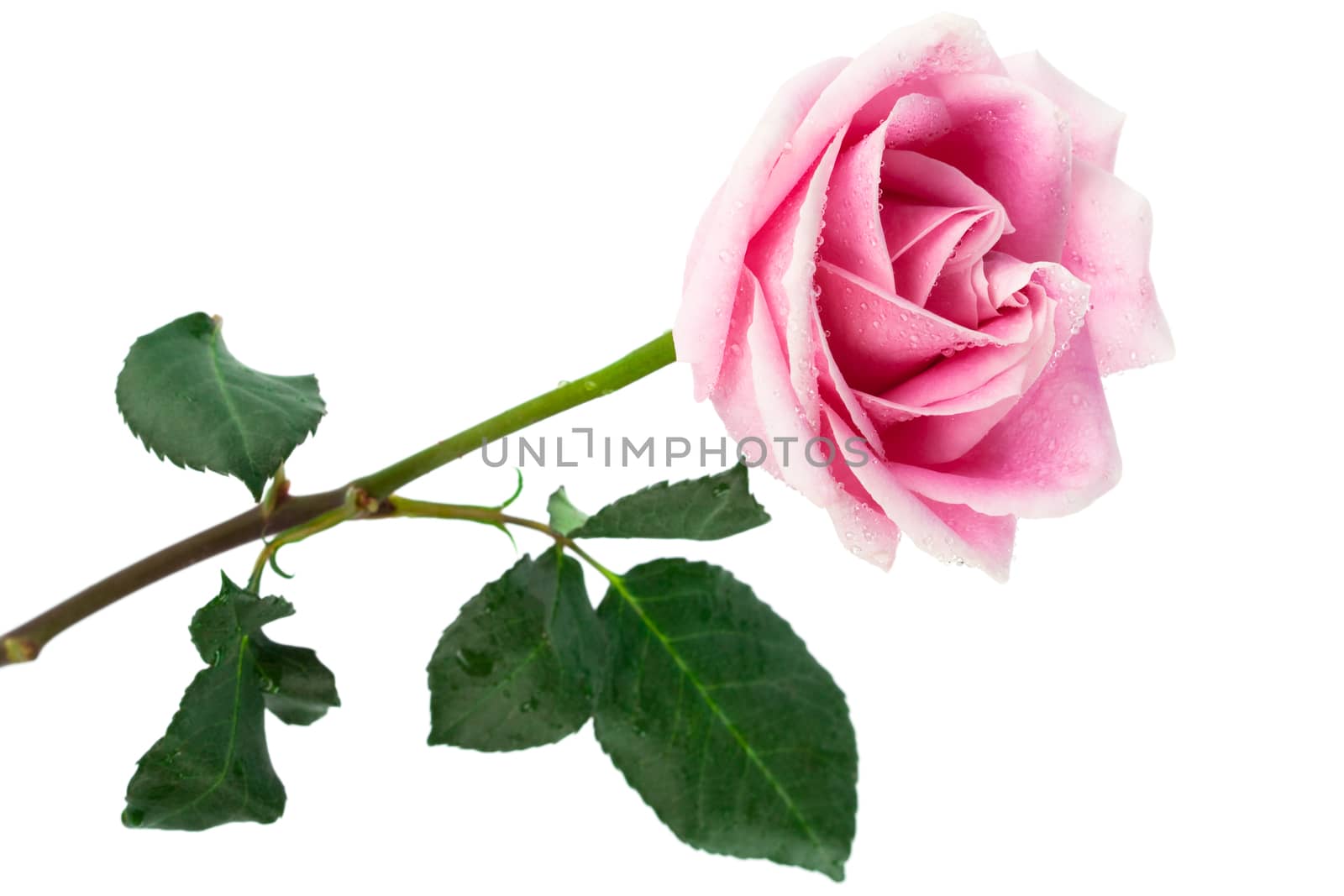 single pink rose on a white background