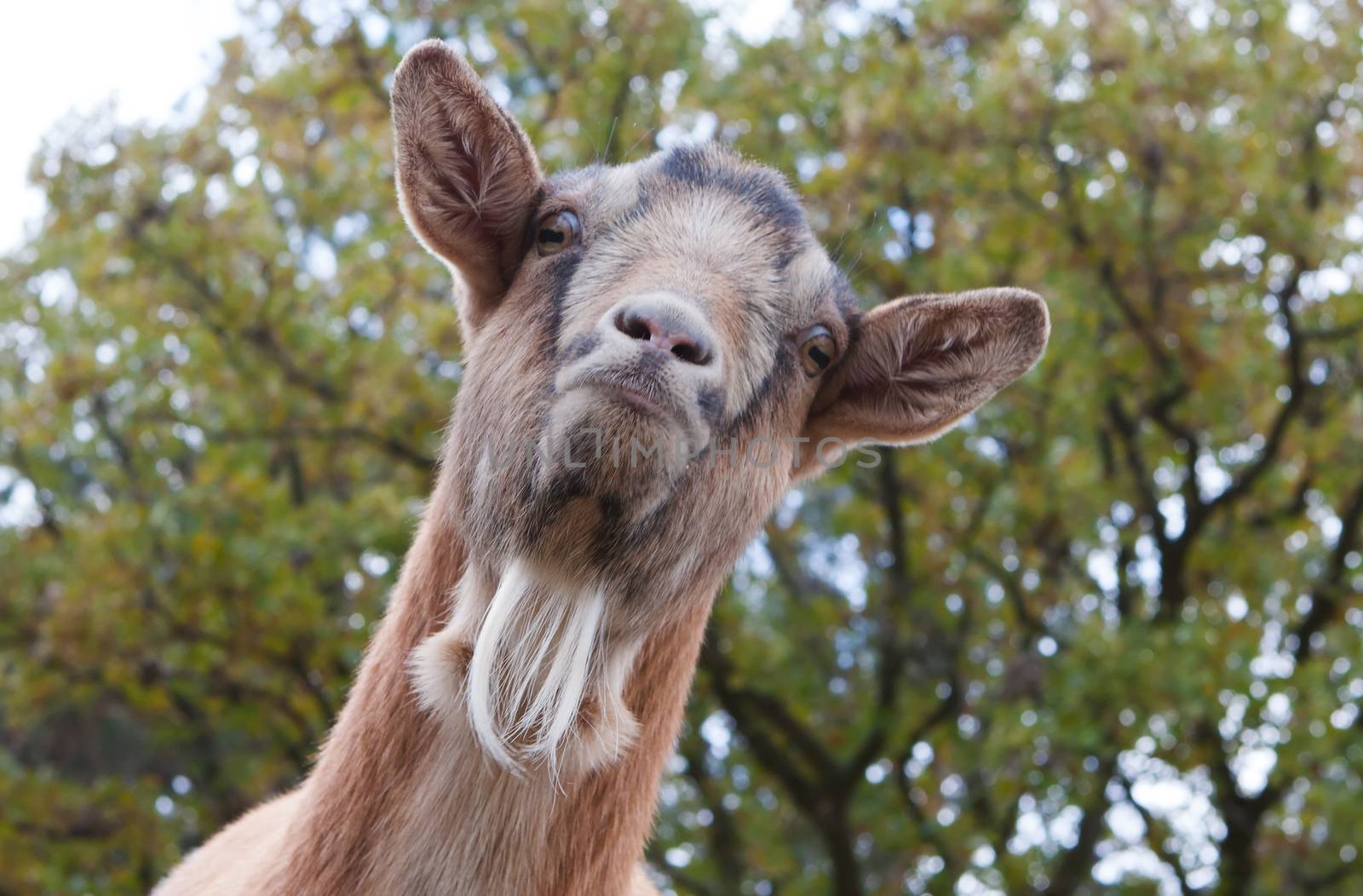 Billy Goat Portrait by Coffee999