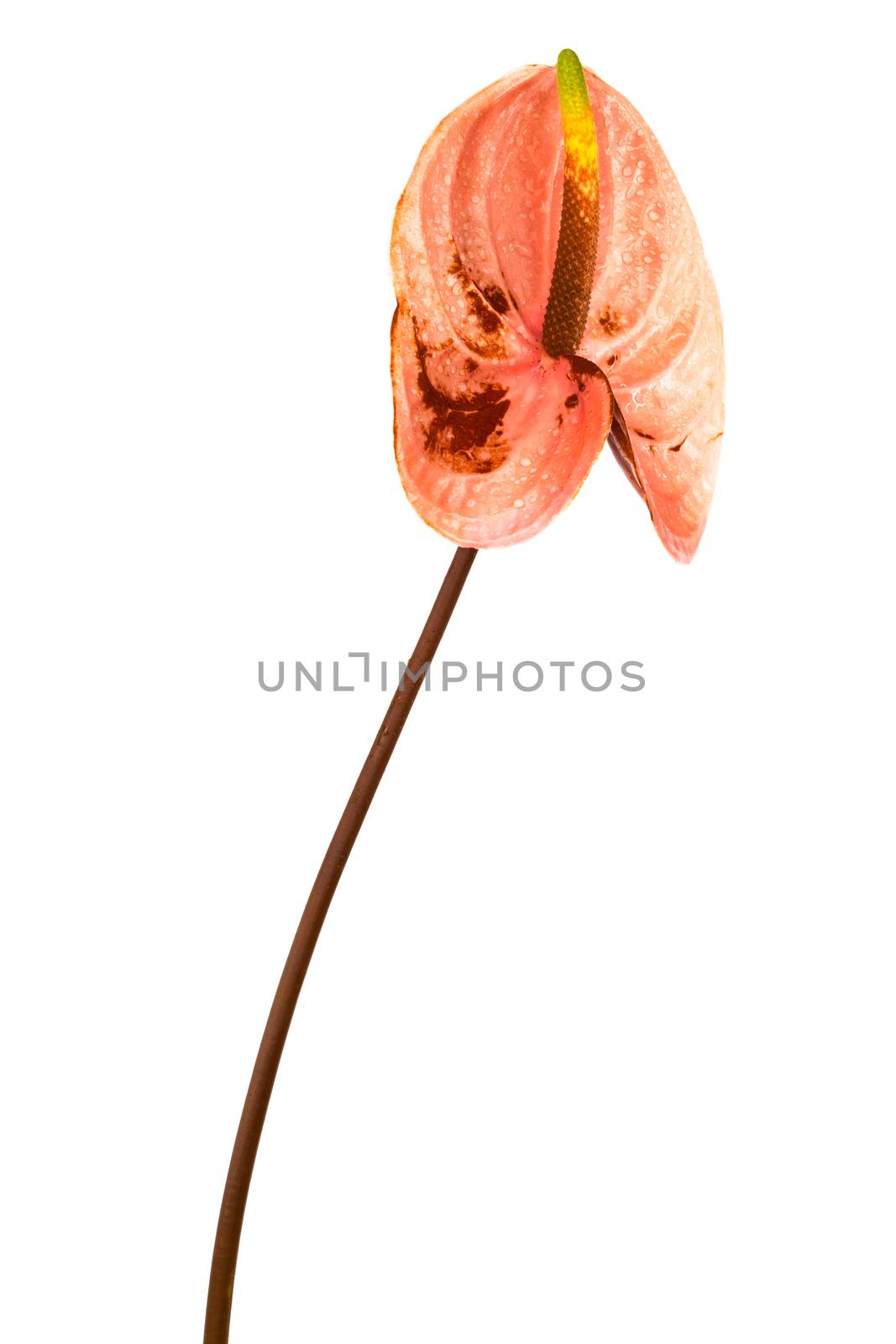 Beautiful pink anthurium on a white background