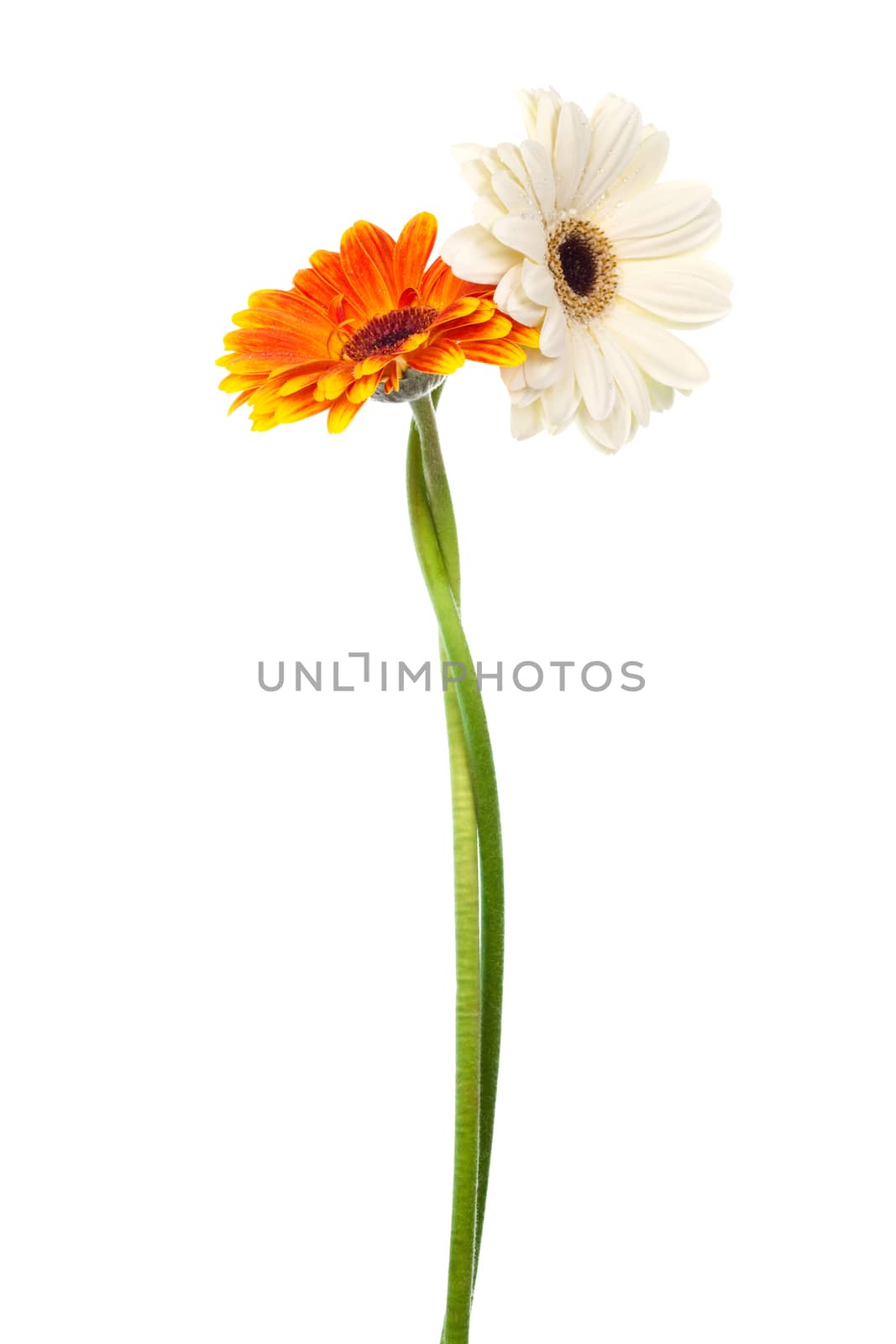 Beautiful two gerber on a white background