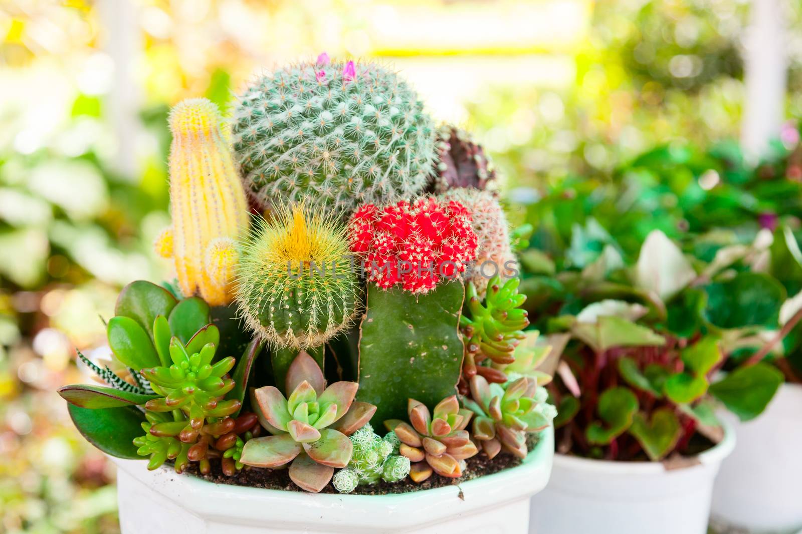 Tabletop cactus garden by naumoid
