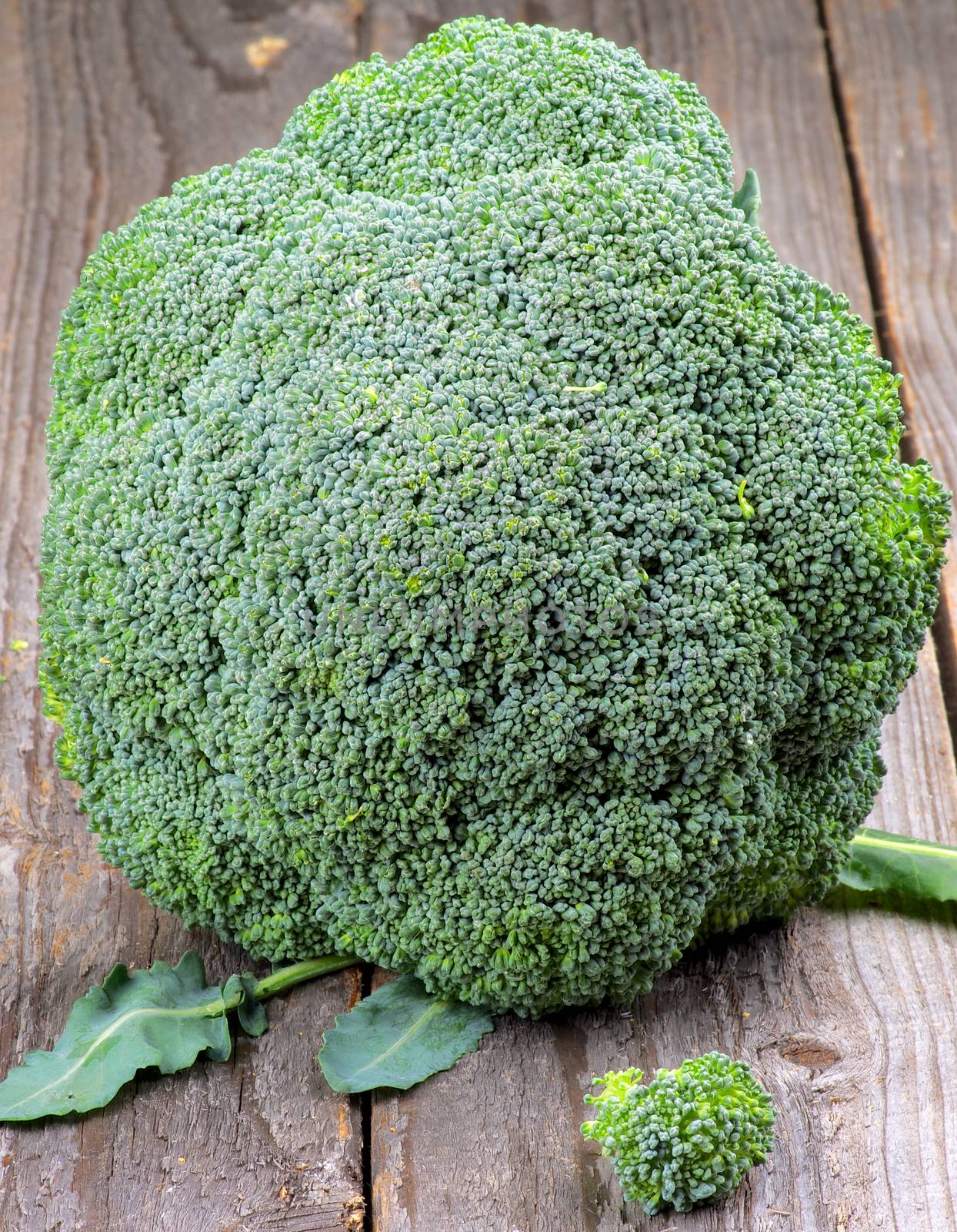 Fresh Raw Crunchy Broccoli closeup on Rustic Wooden background