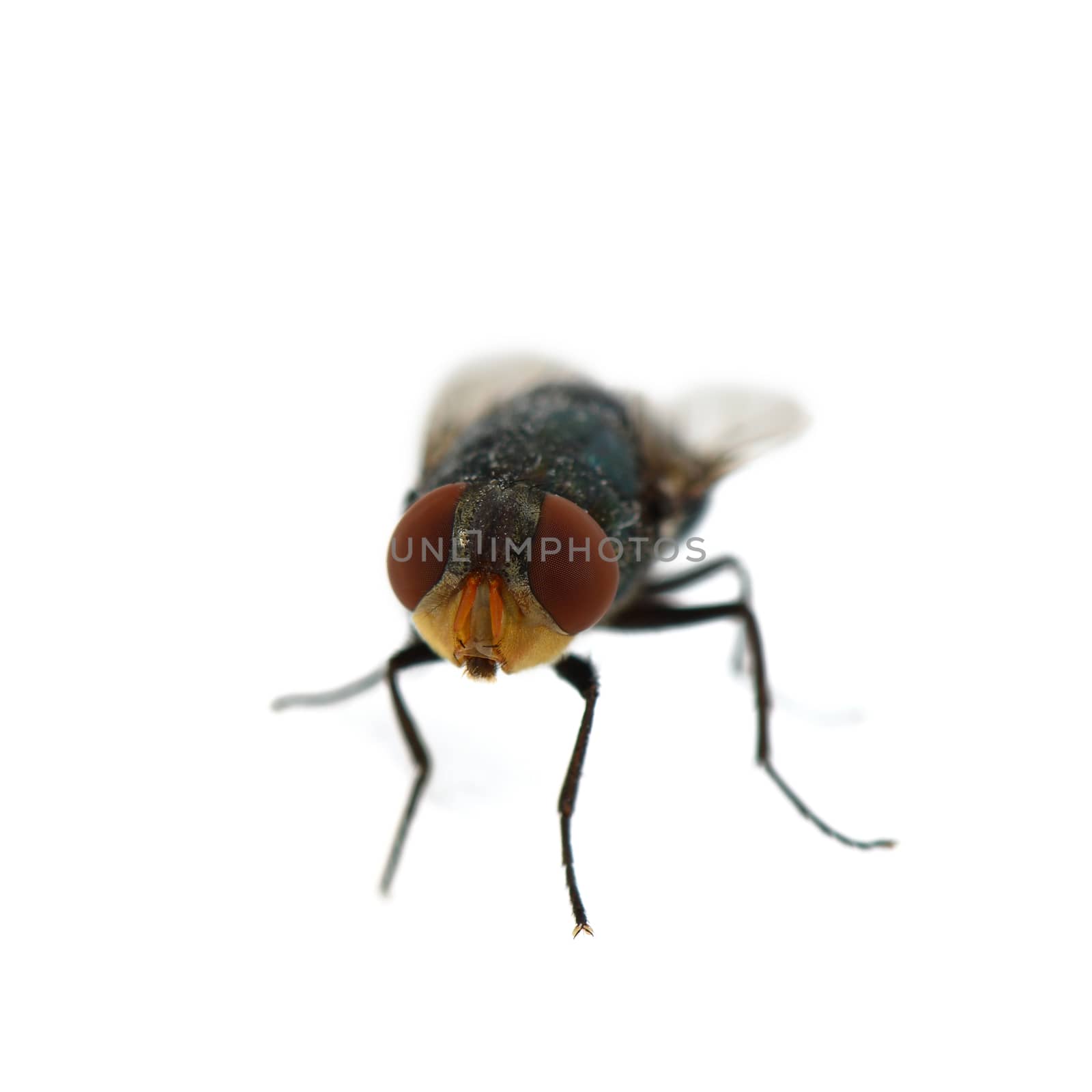 Fly on white background