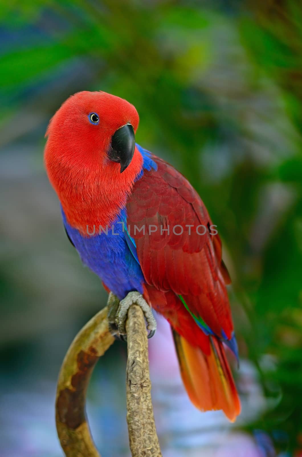 Colorful red parrot, a female Eclectus parrot (Eclectus roratus), breast profile