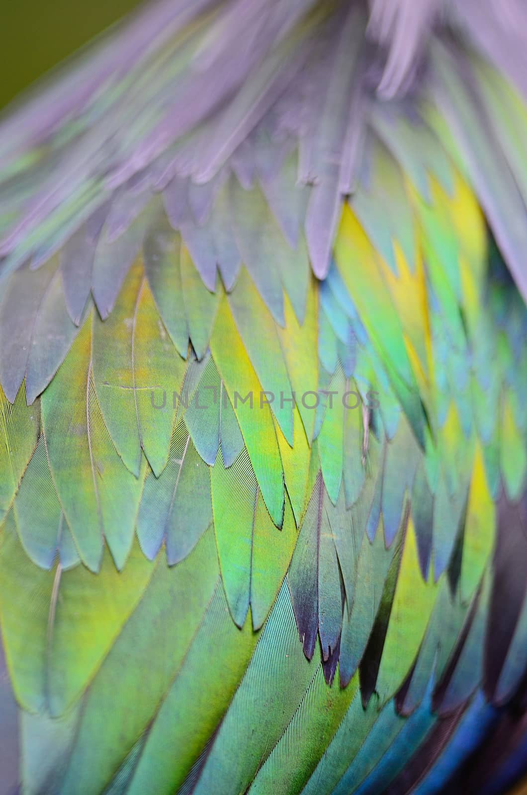 Closeup shot of a Nicobar Pigeon feathers