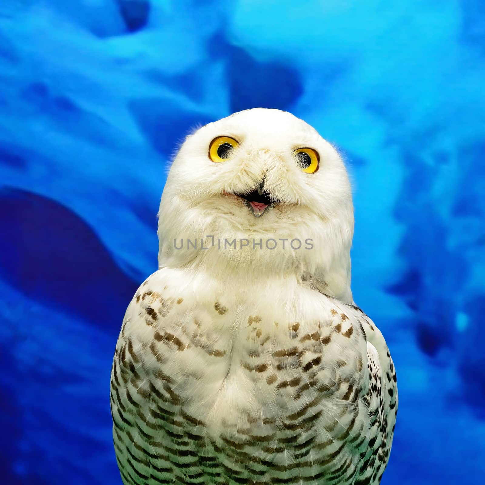 Closeup Snowy Owl (Bubo scandiacus)