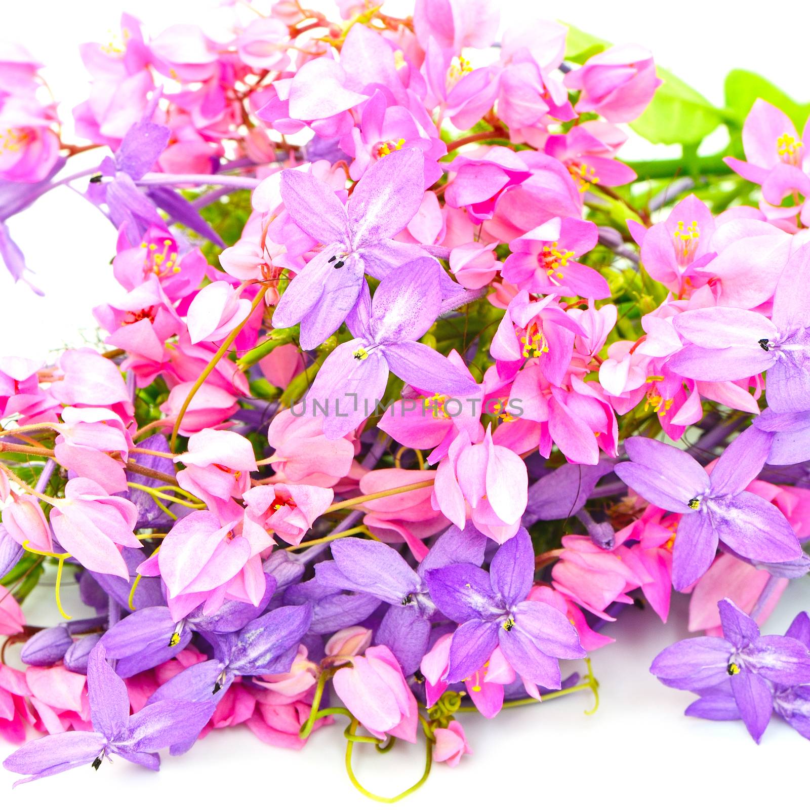 Summer flowers background, colorful of pink and purple flower, isolated on a white background