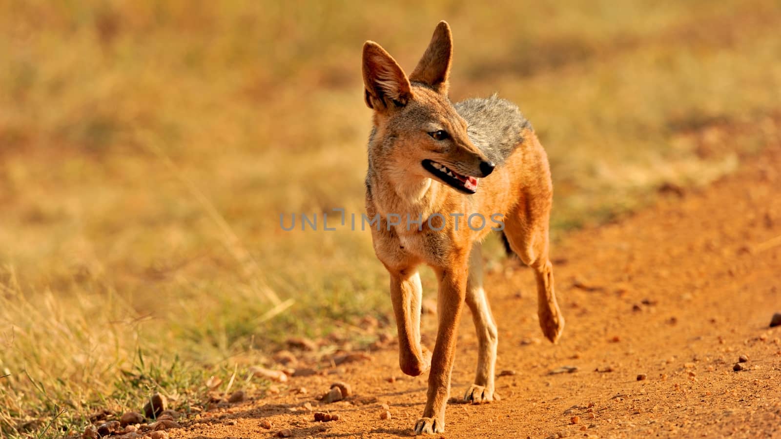 jackal of Tanzania by moizhusein