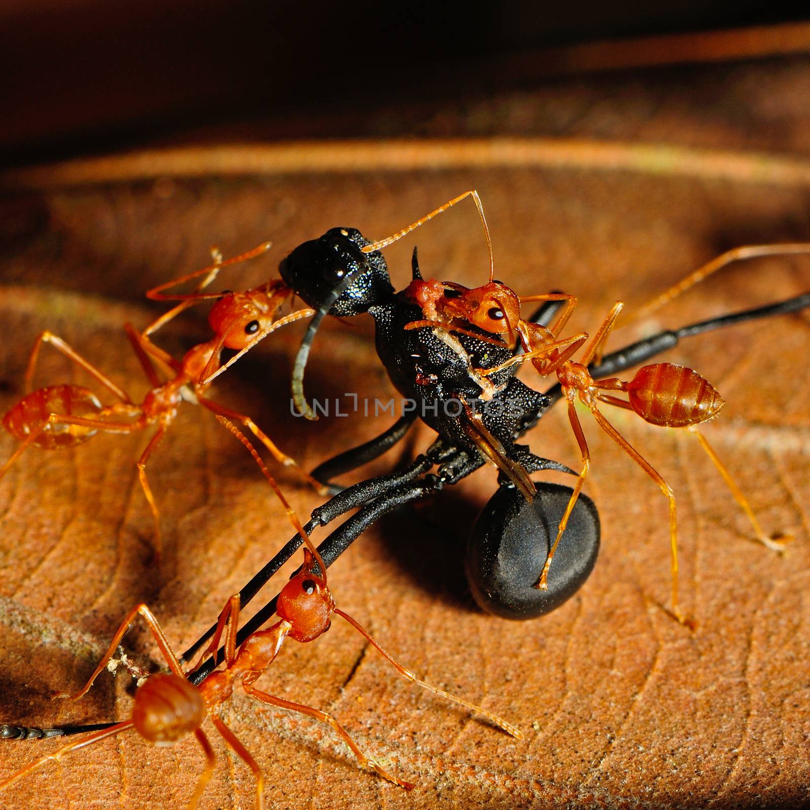 Red ant eating black ant