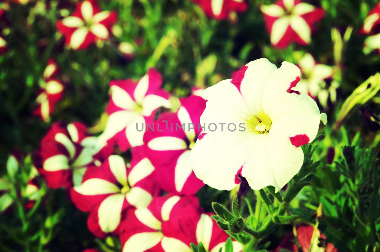 Flower Phlox Purple by aoo3771