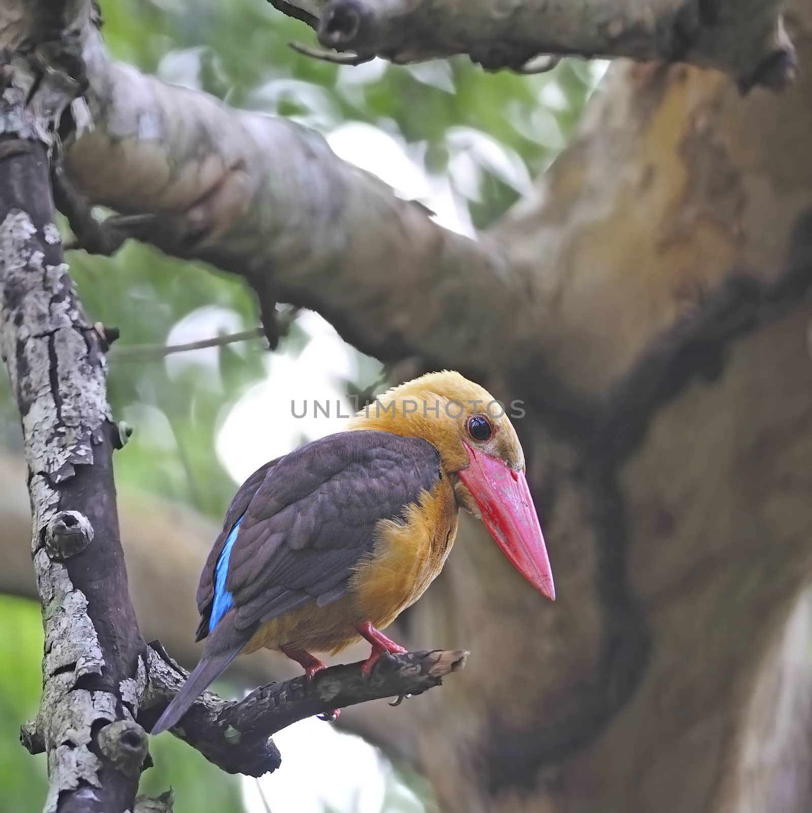 Portrait of colorful Kingfisher, male Brown-winged Kingfisher (Pelargopsis amauroptera) posting on a branch, found in the south of Thailand