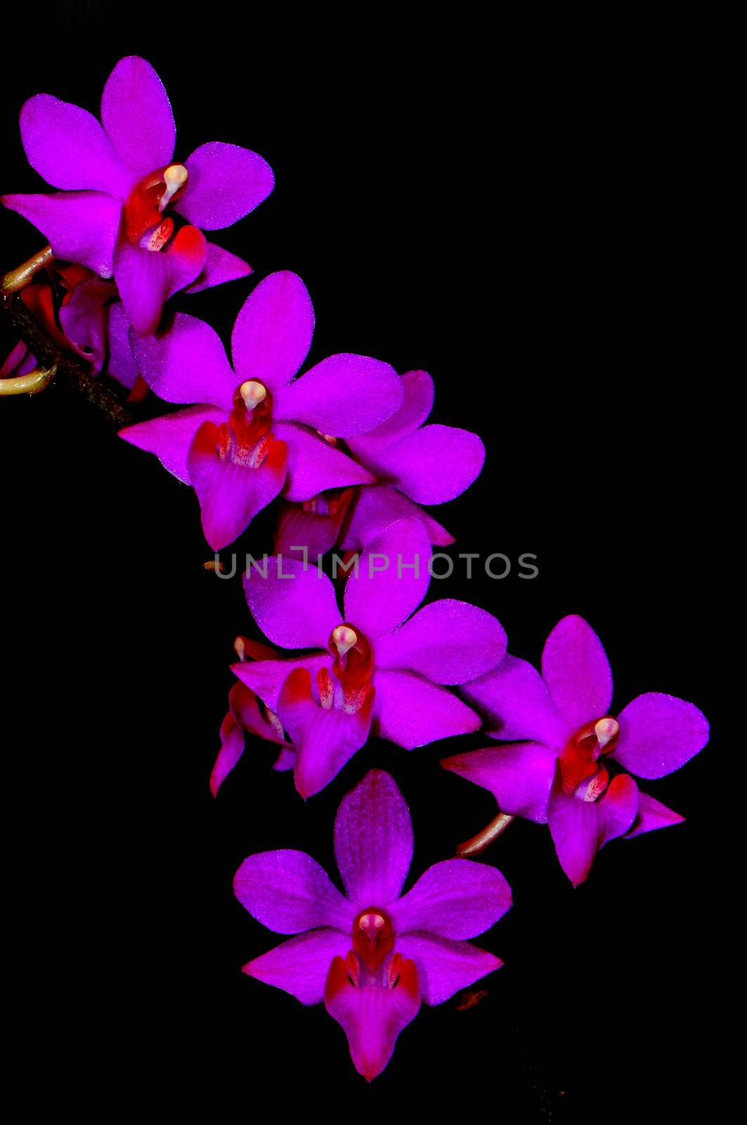 Inflorescense of beautiful purple orchid, Phalaenopsis hybrid