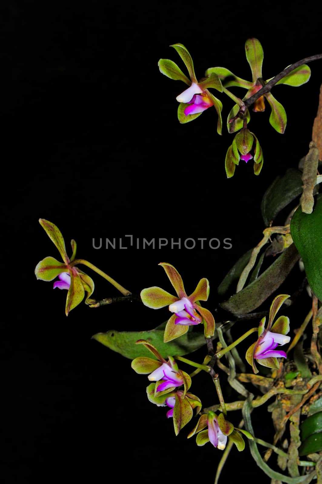 Inflorescence of green and purple Phalaenopis, Phalaenopsis stobartiana