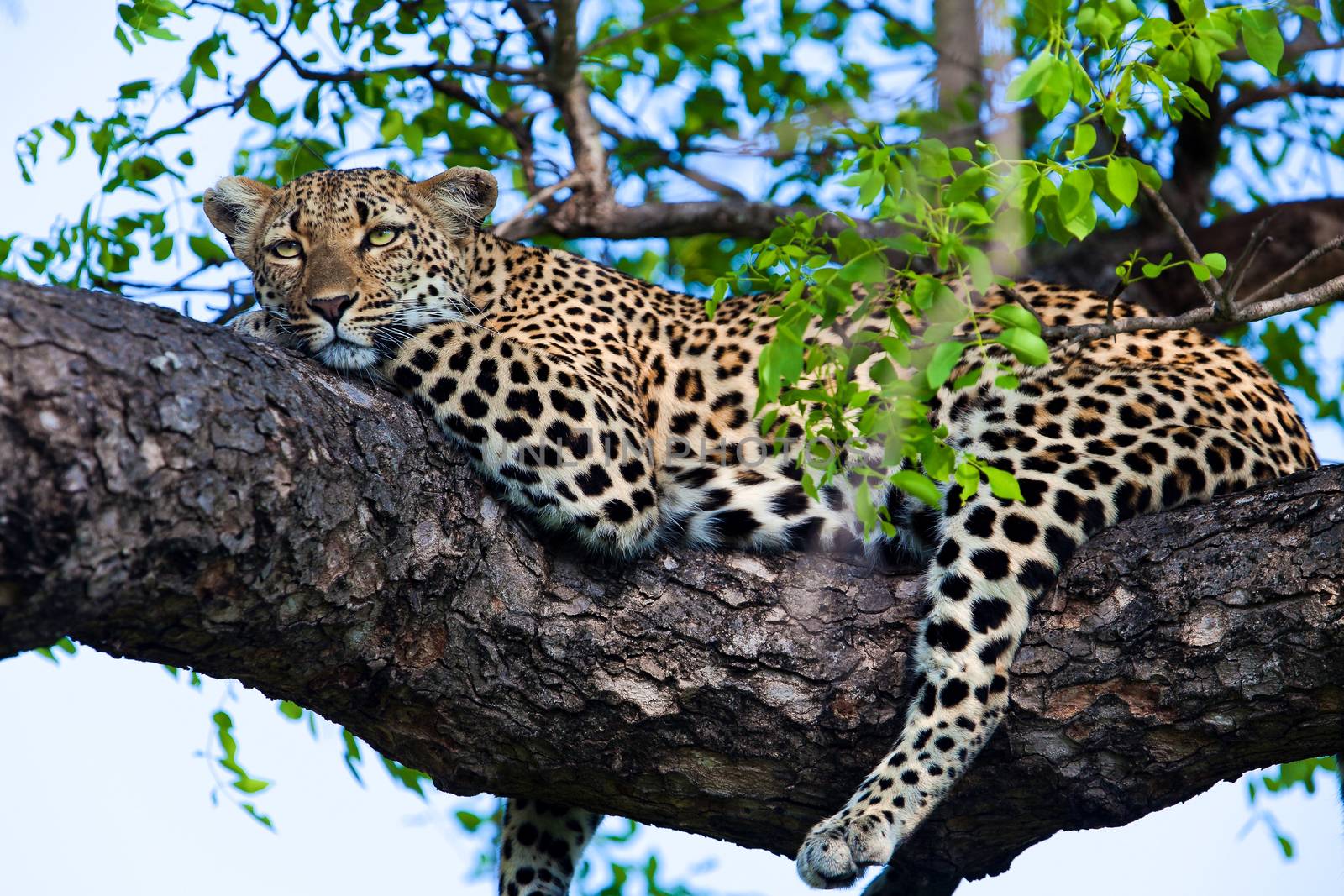 leopard in National Park in Tanzania by moizhusein