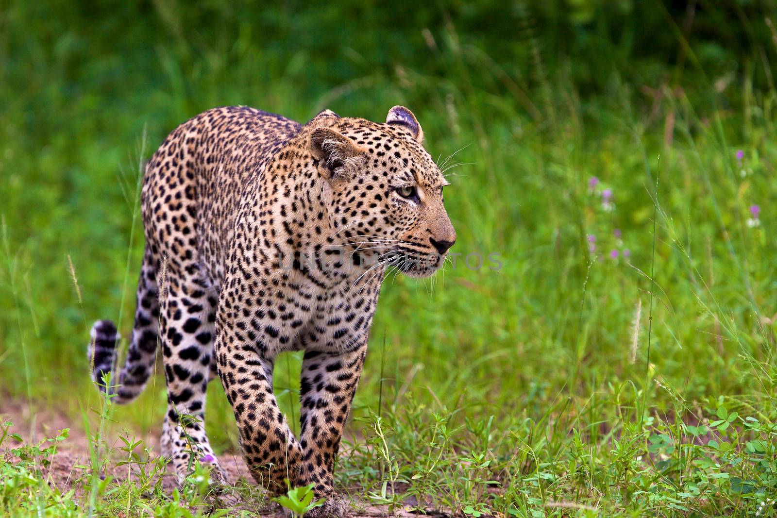 leopard in National Park in Tanzania