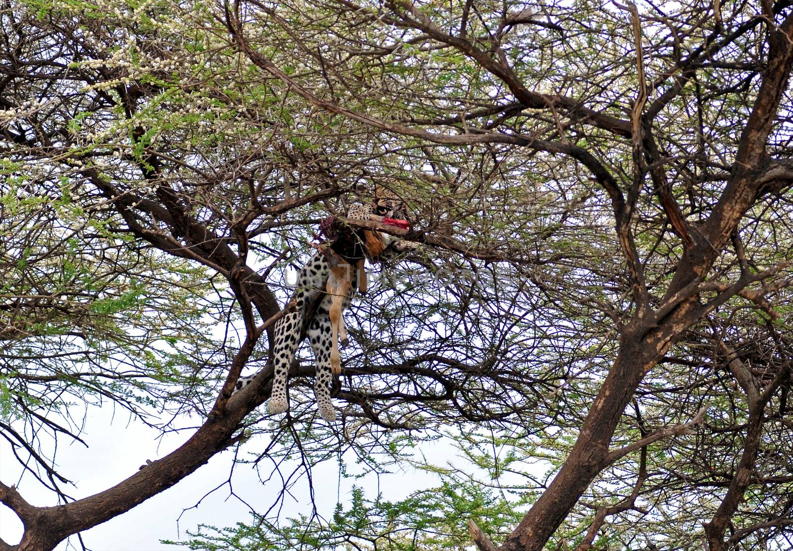 leopard in National Park in Tanzania