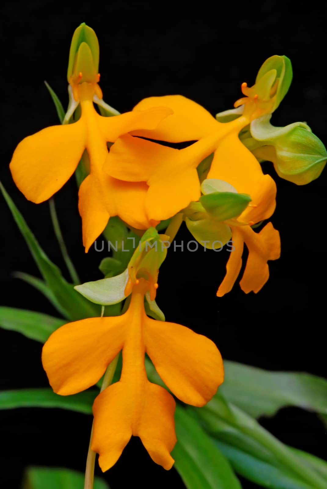 Yellow ground orchid, Habenaria xanthocheila