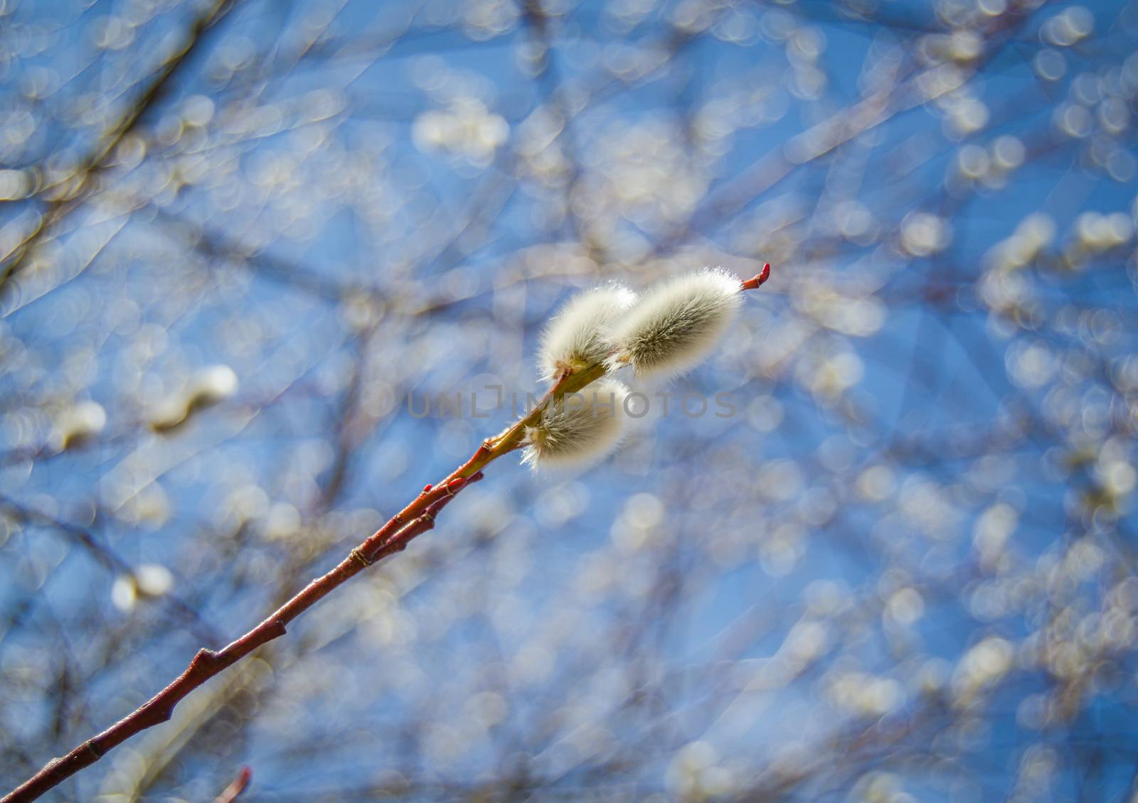 Pussy Willow Catkins Against A Blue Sky