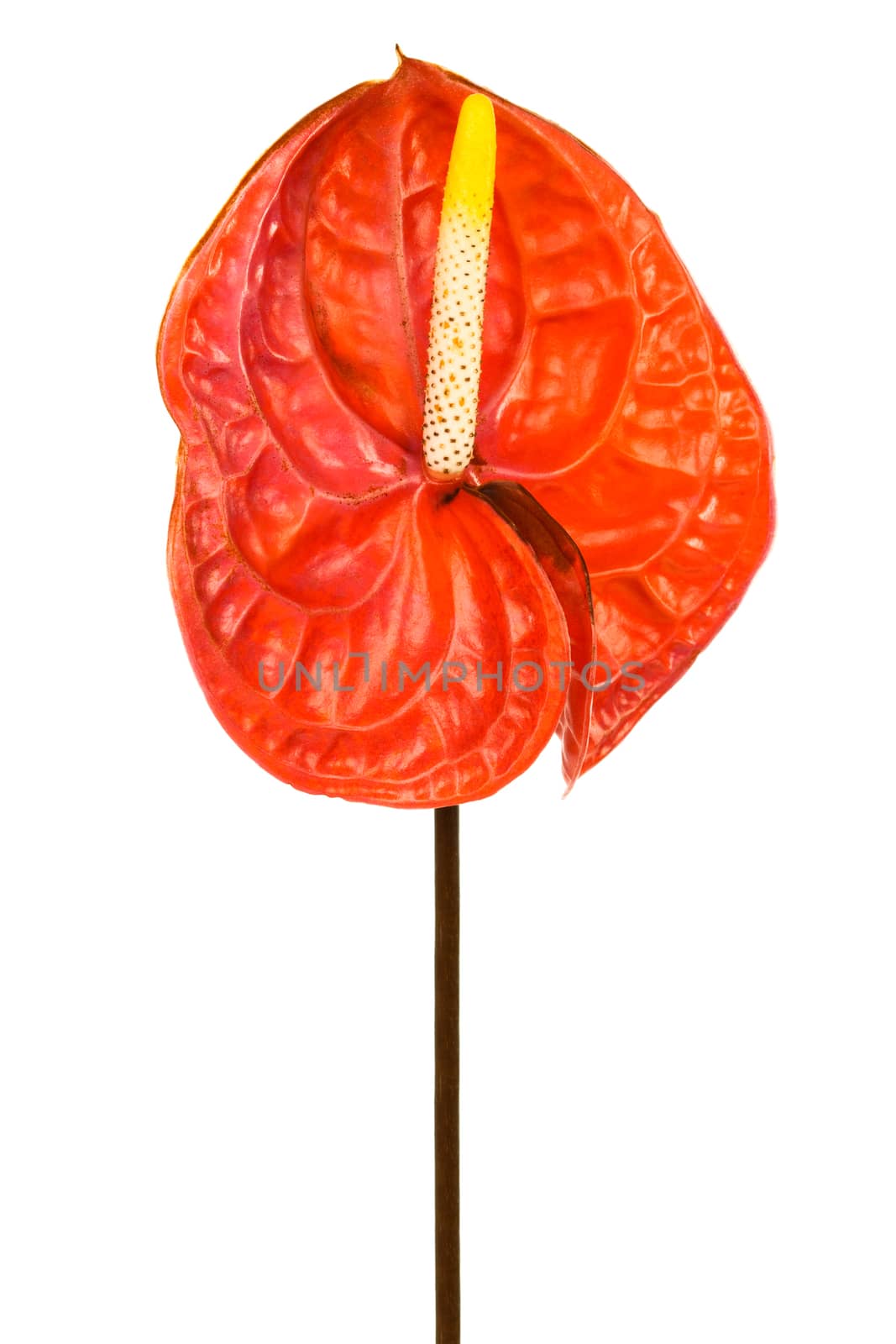Beautiful red anthurium by terex