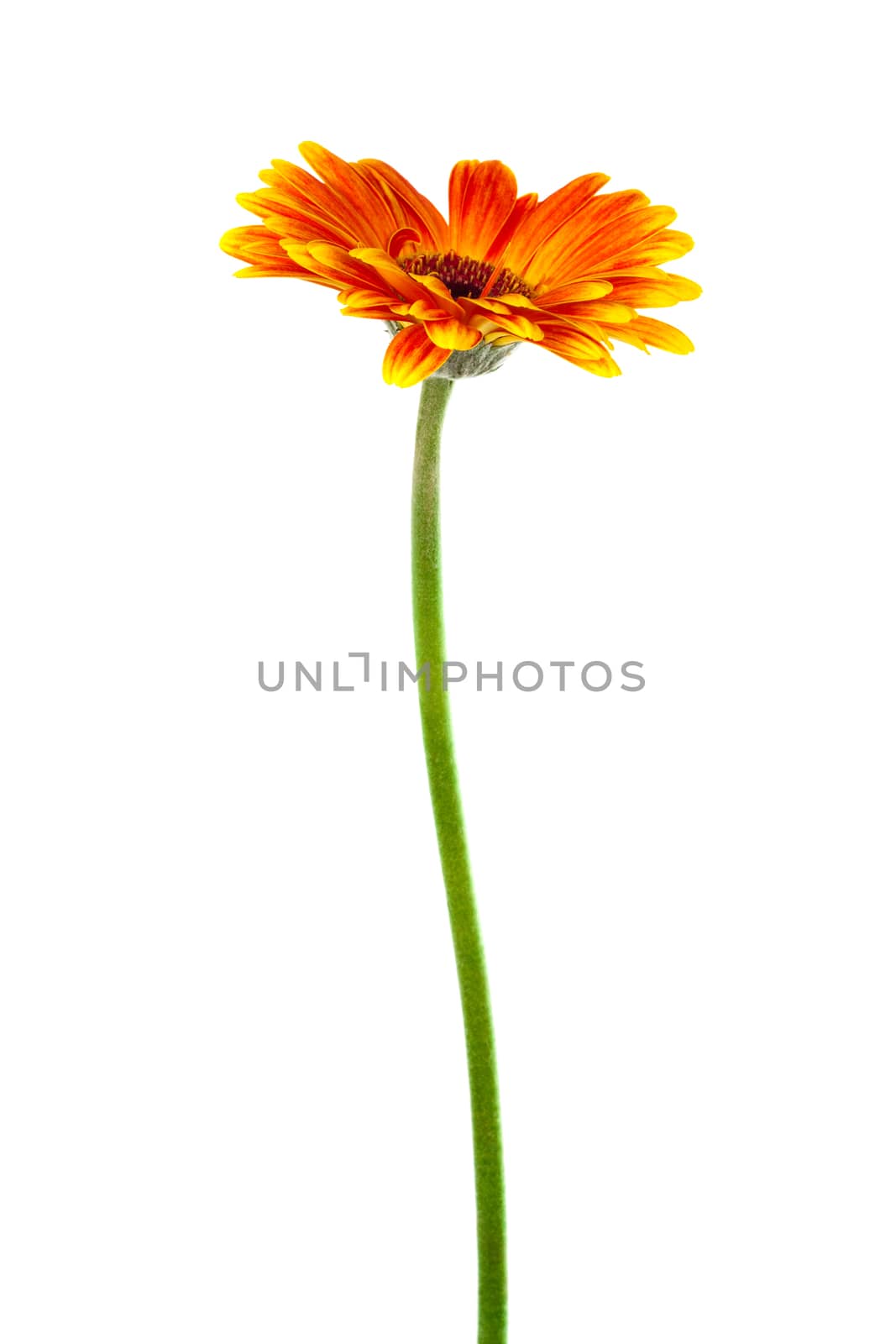 a beautiful bright gerbera on white background