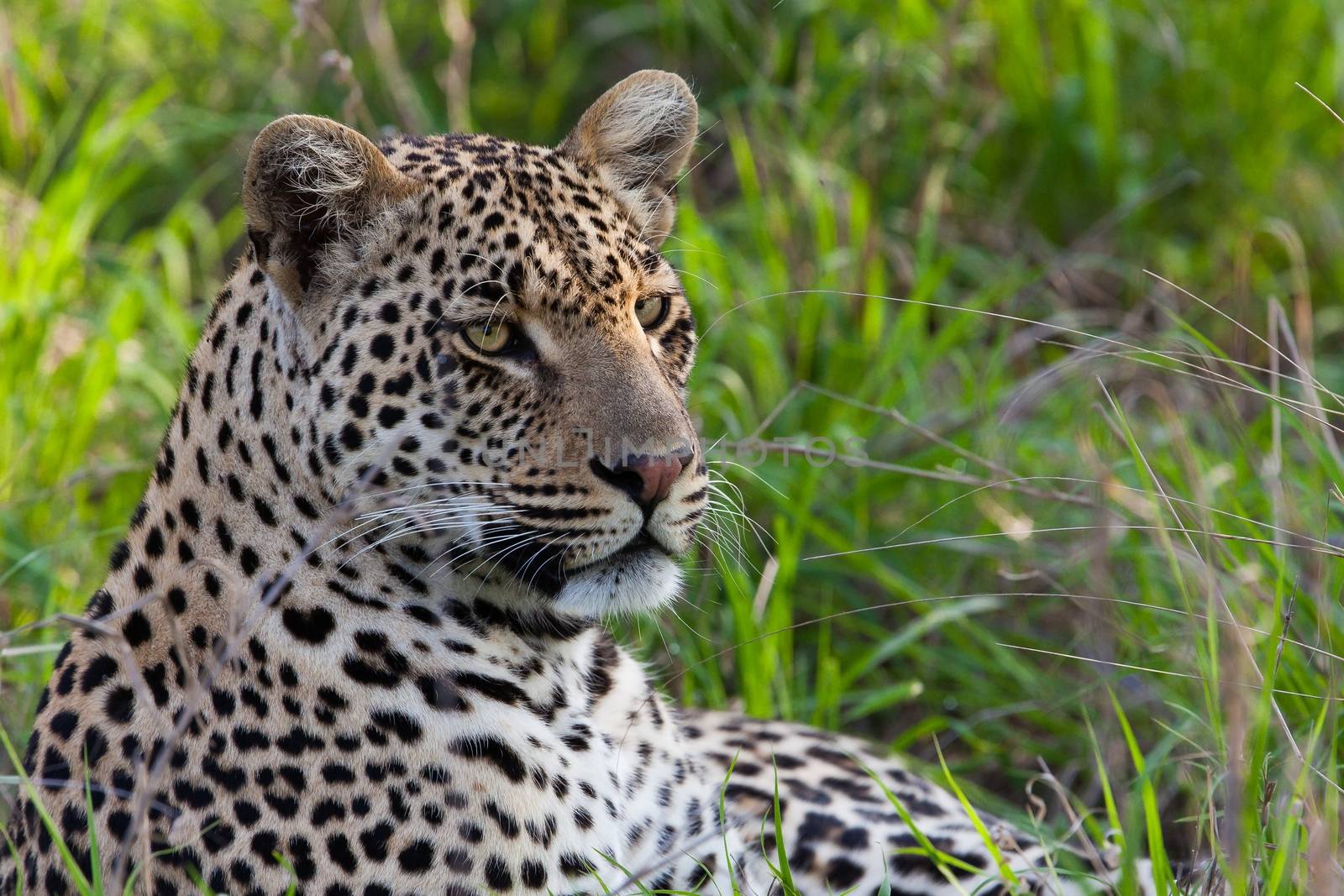 leopard in National Park in Tanzania