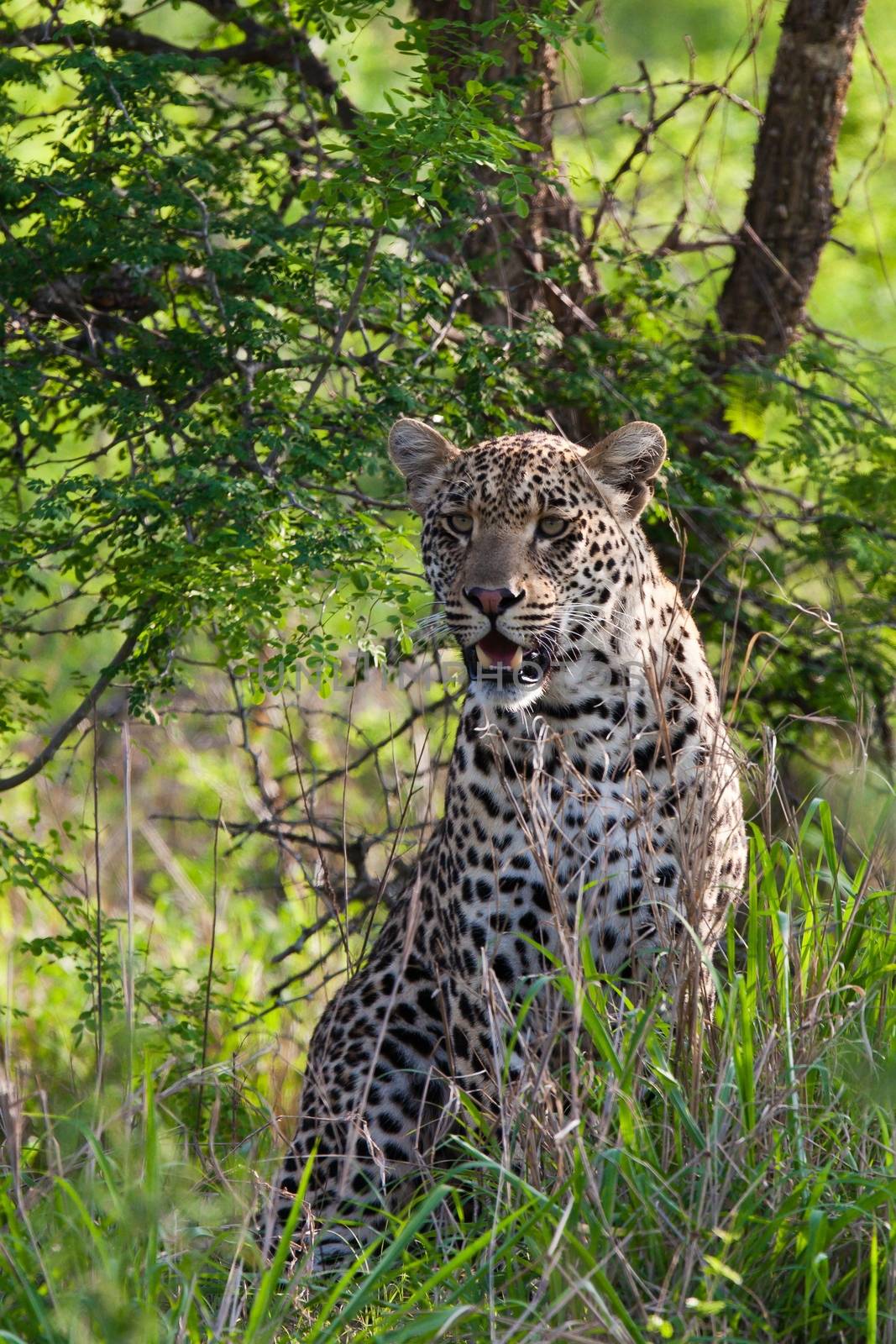 leopard in National Park in Tanzania