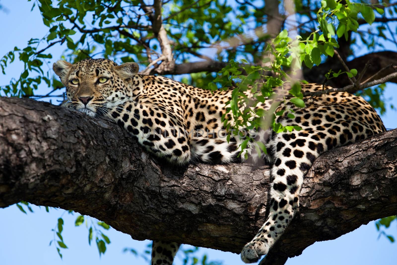 leopard in National Park in Tanzania by moizhusein