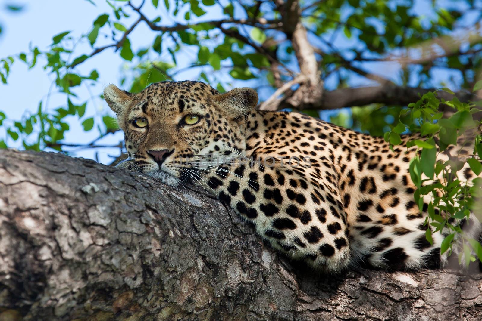 leopard in National Park in Tanzania