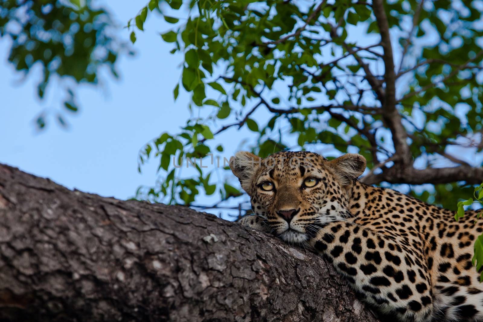 leopard in National Park in Tanzania