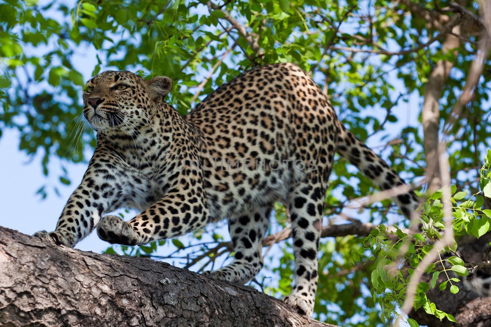 leopard in National Park in Tanzania by moizhusein