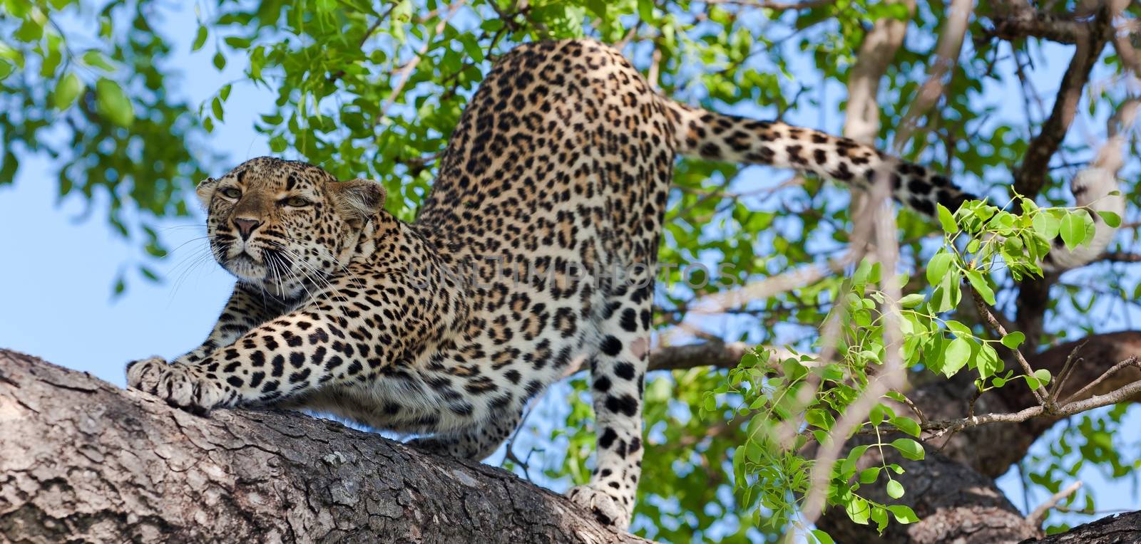 leopard in National Park in Tanzania by moizhusein