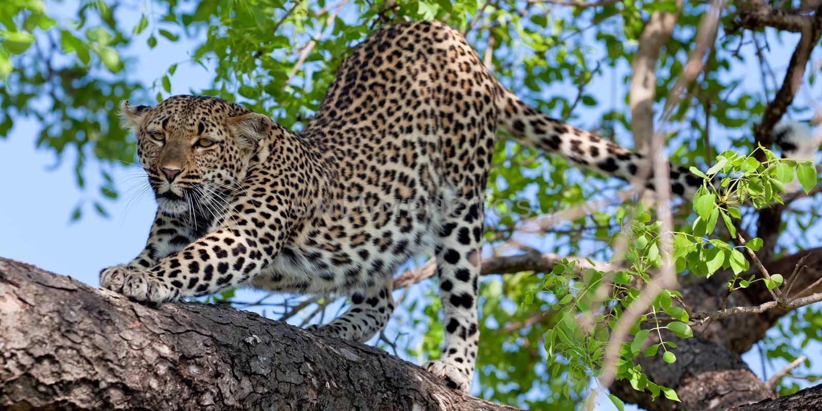 leopard in National Park in Tanzania