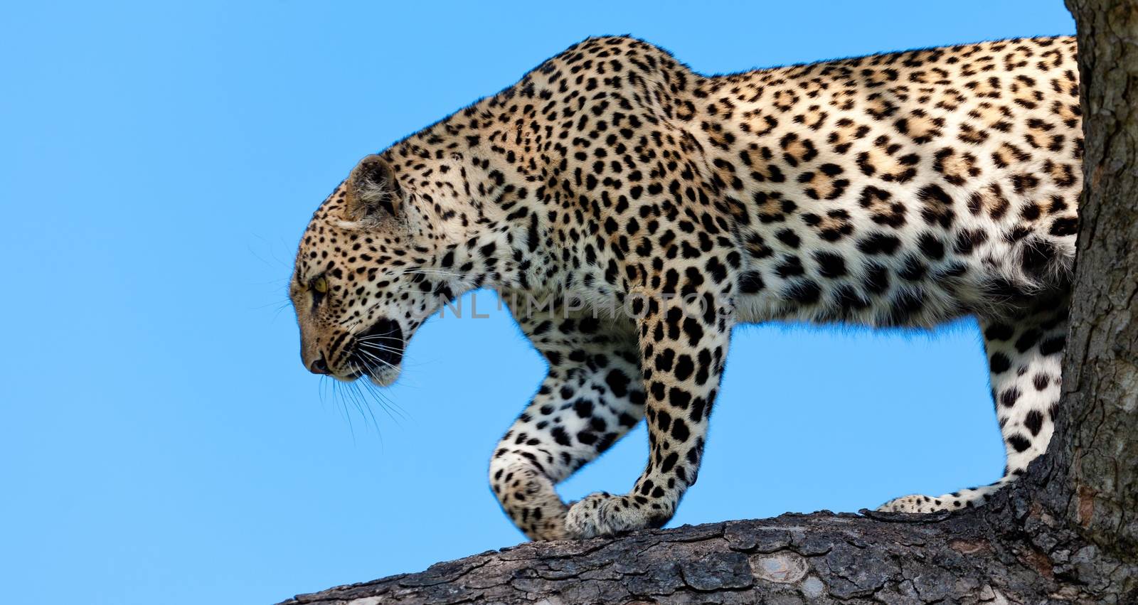 leopard in National Park in Tanzania by moizhusein