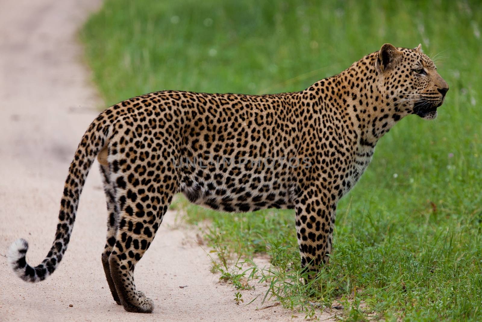 leopard in National Park in Tanzania