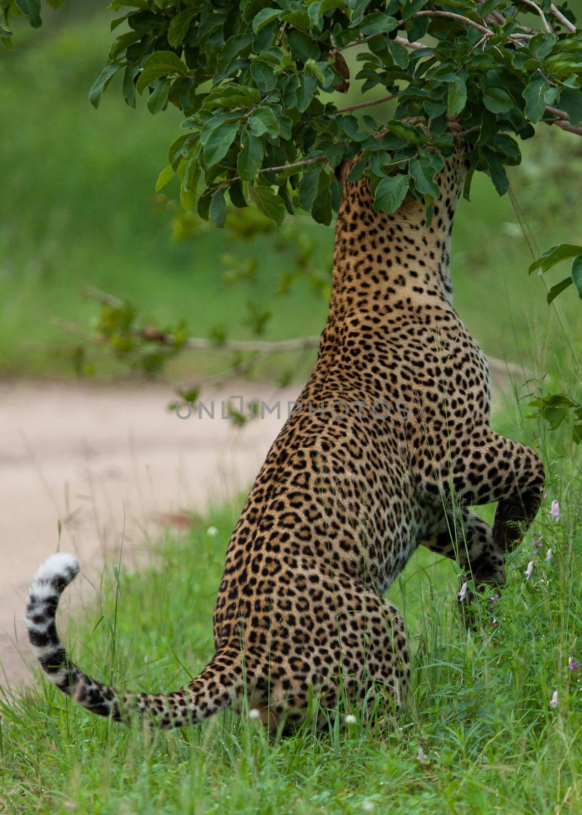 leopard in National Park in Tanzania by moizhusein