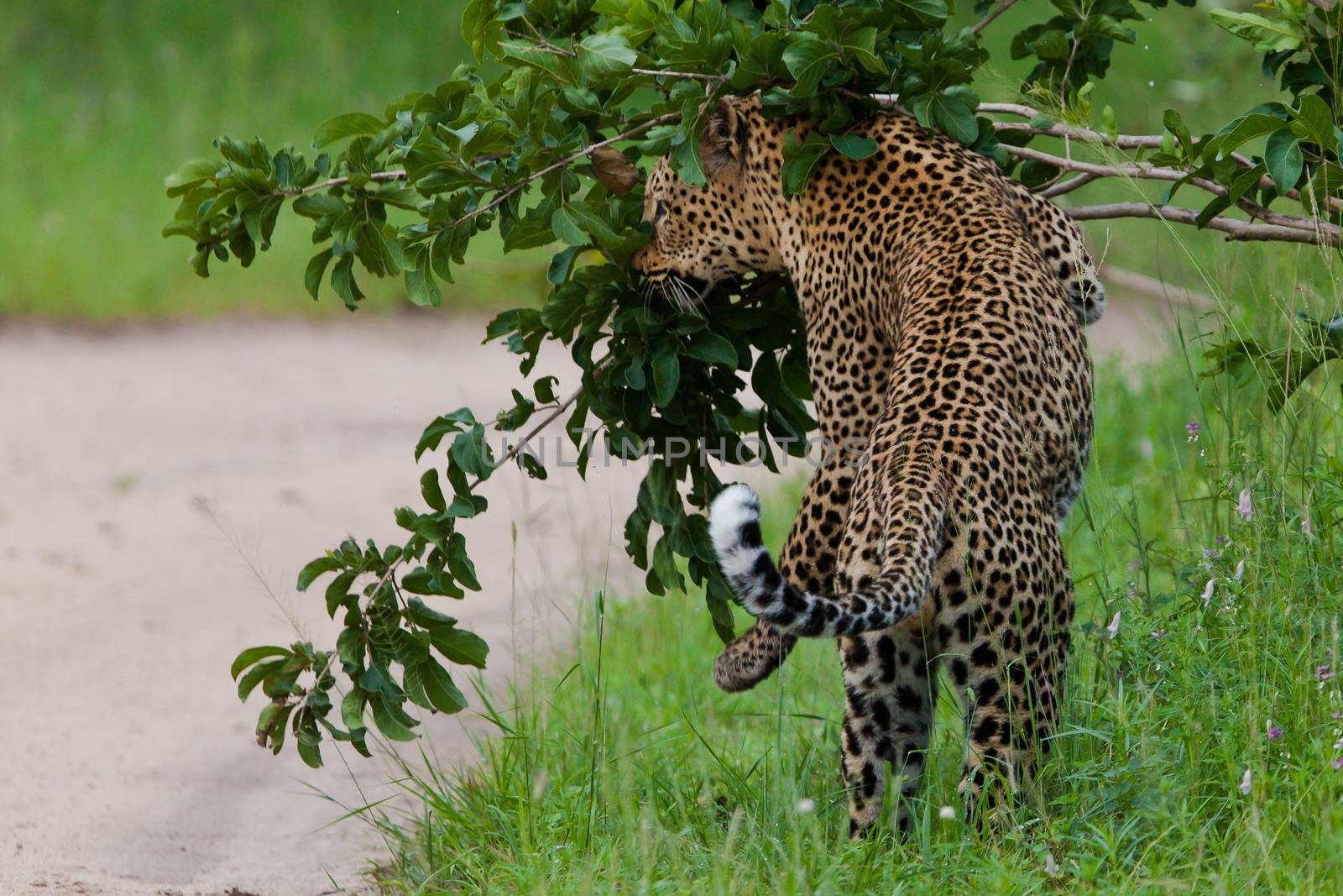 leopard in National Park in Tanzania