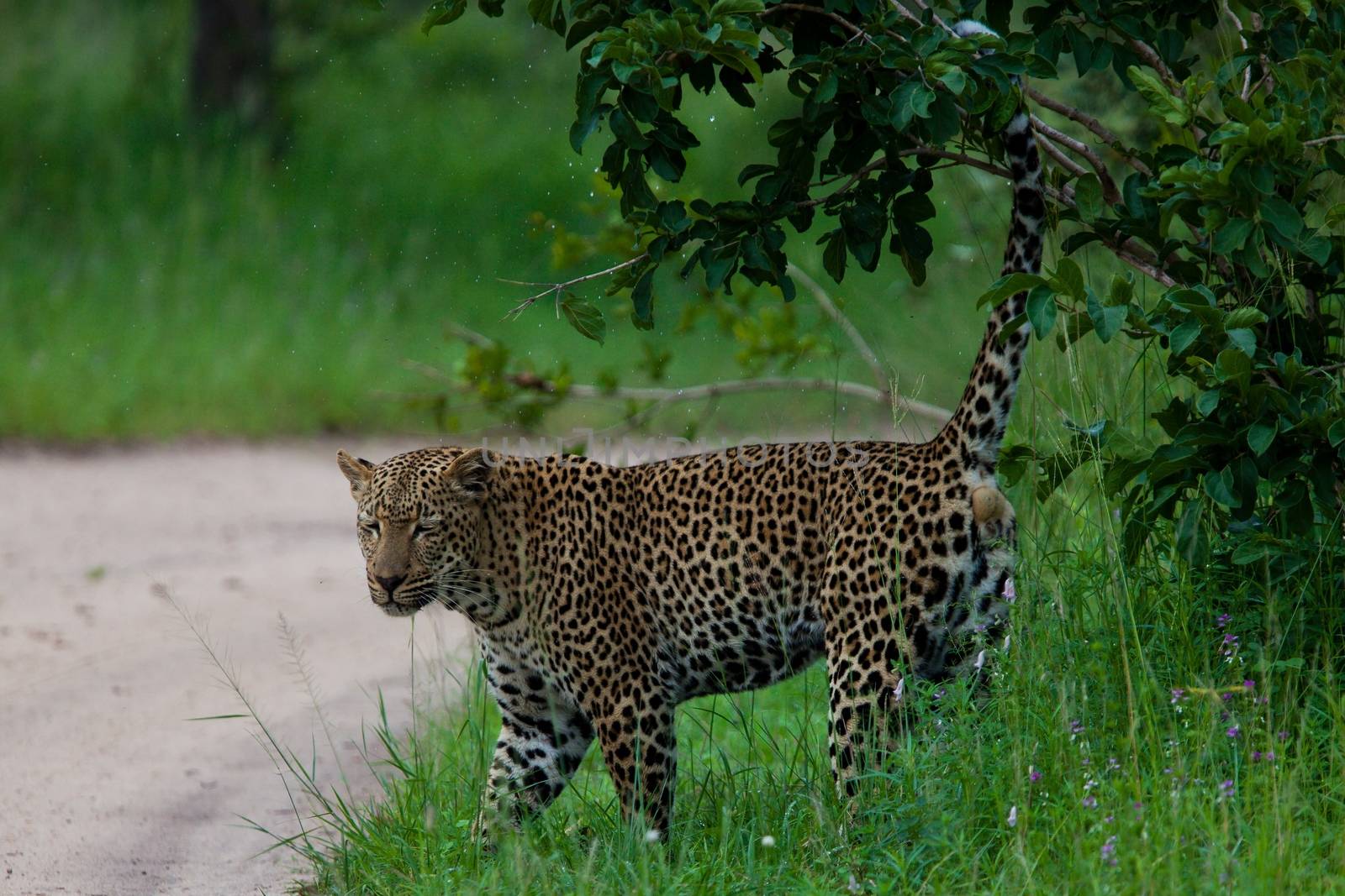 leopard in National Park in Tanzania by moizhusein