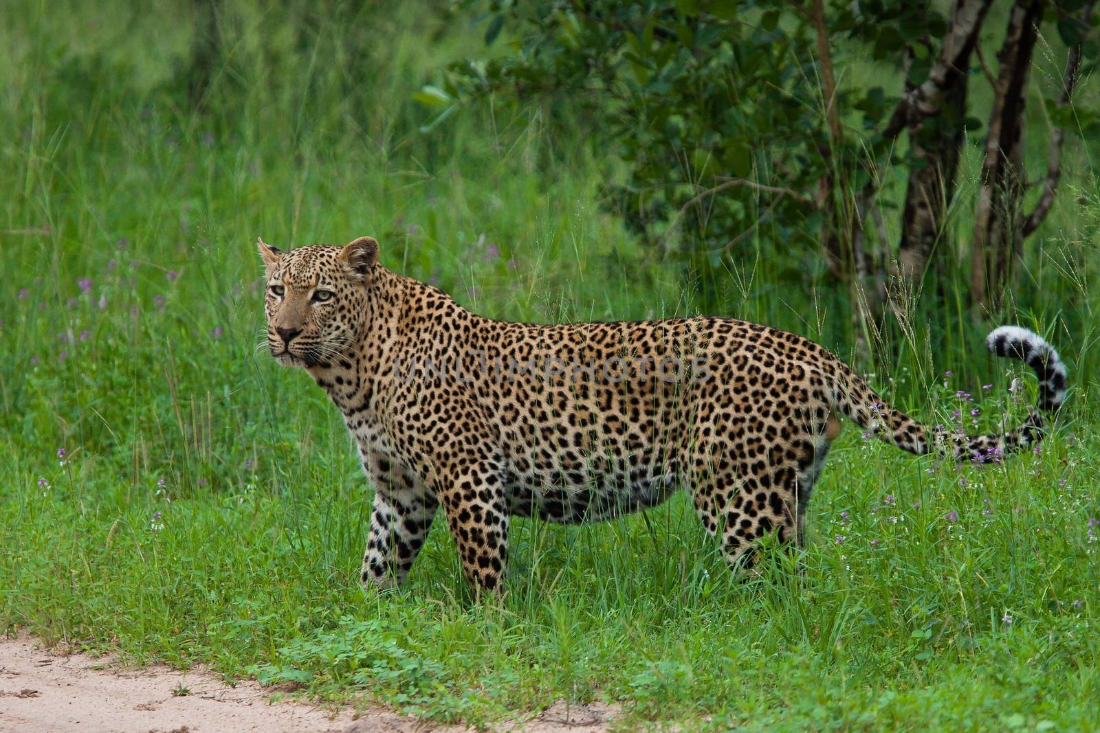 leopard in National Park in Tanzania