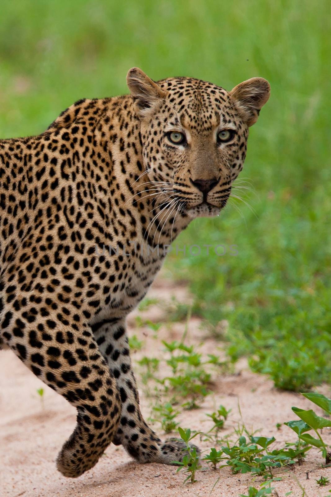 leopard in National Park in Tanzania