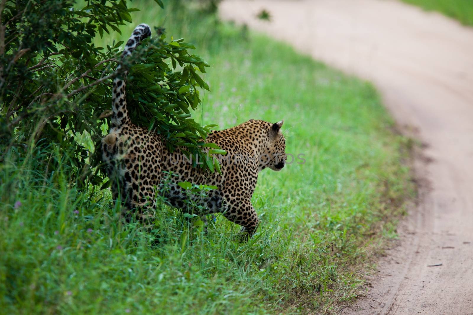 leopard in National Park in Tanzania by moizhusein