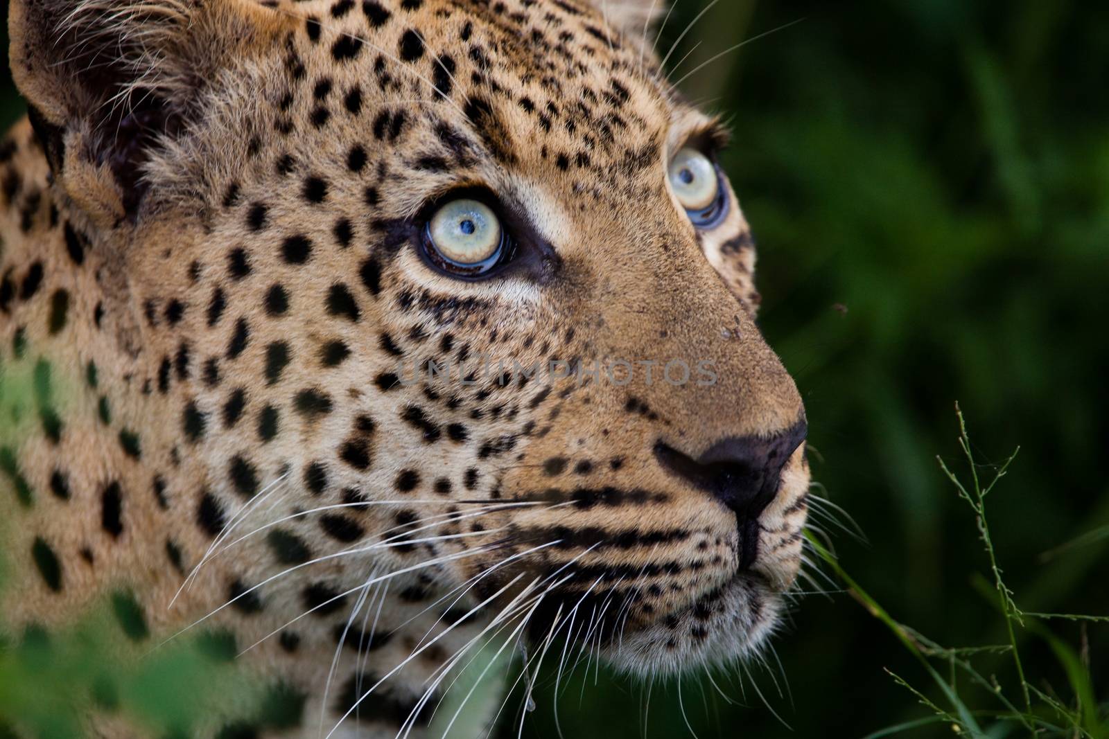 leopard in National Park in Tanzania by moizhusein