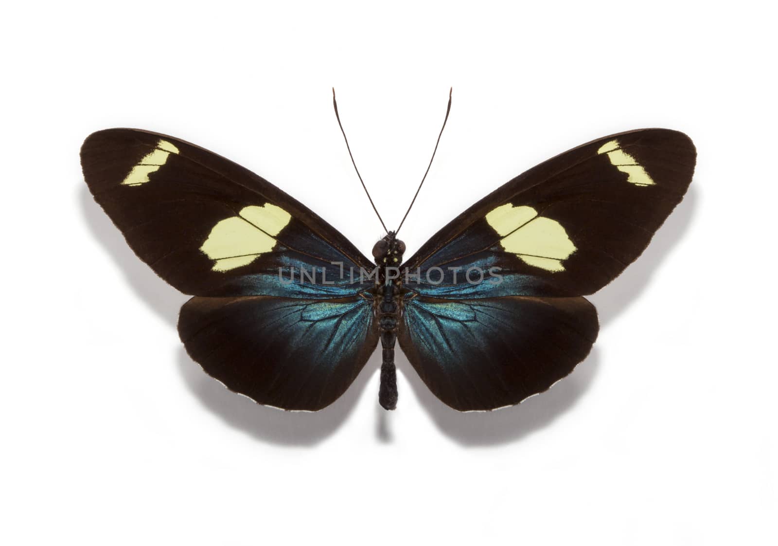 Heliconius sara butterfly by Olvita