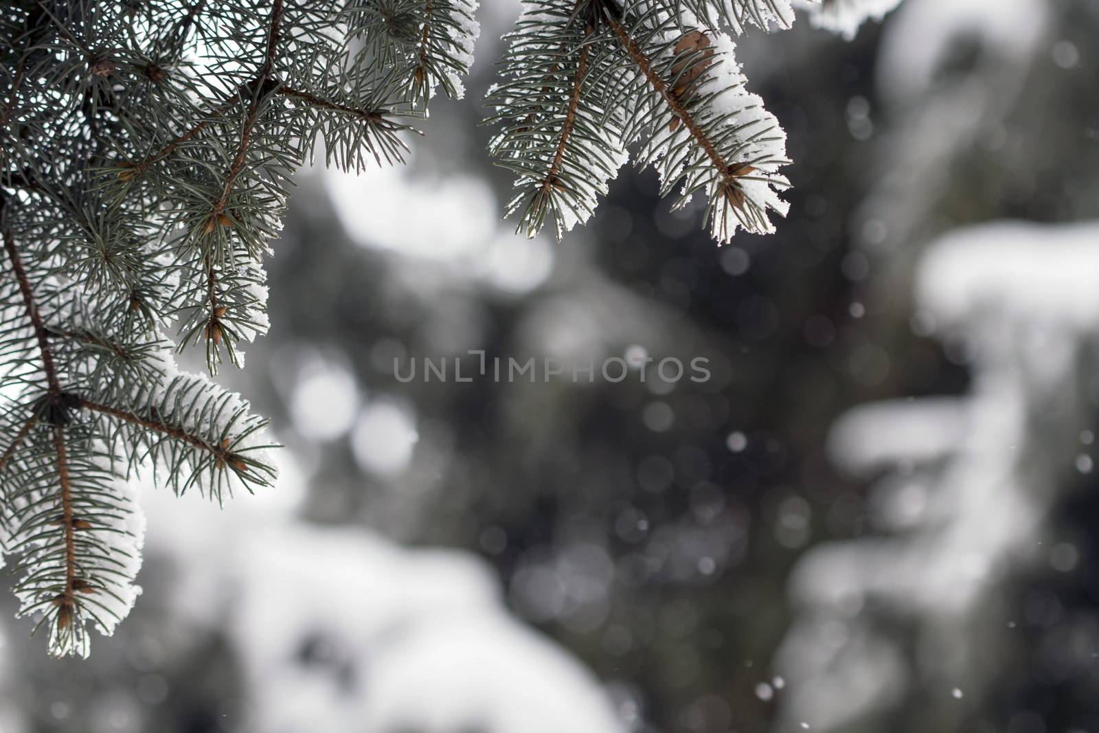 Winter sketch background with fir branches and falling snow