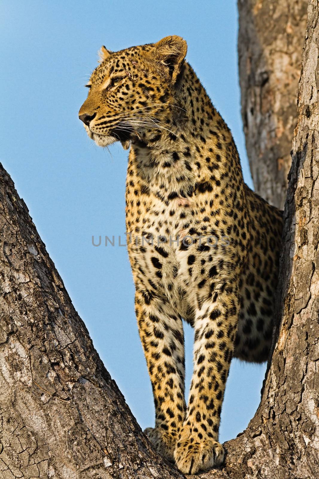 leopard in National Park in Tanzania by moizhusein